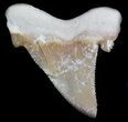 Auriculatus Fossil Shark Tooth - Morocco #35861-1